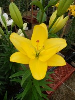 [5701 DJ LA-12 No02.JPG]